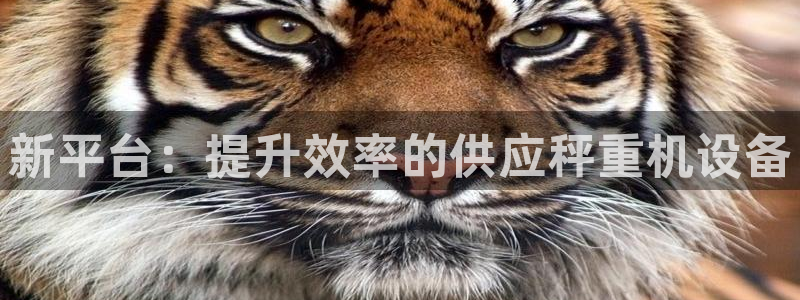 威九国际网站经常打不开：新平台：提升效率的供应秤重机设备